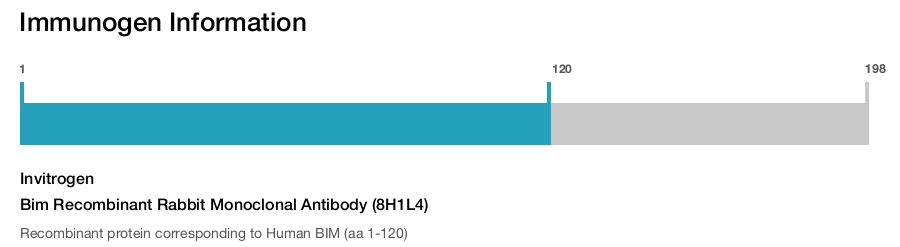 Bim Recombinant Rabbit Monoclonal Antibody (8H1L4)