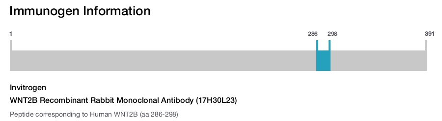 WNT2B Recombinant Rabbit Monoclonal Antibody (17H30L23)