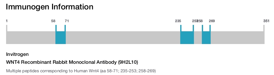 WNT4 Recombinant Rabbit Monoclonal Antibody (9H2L10)