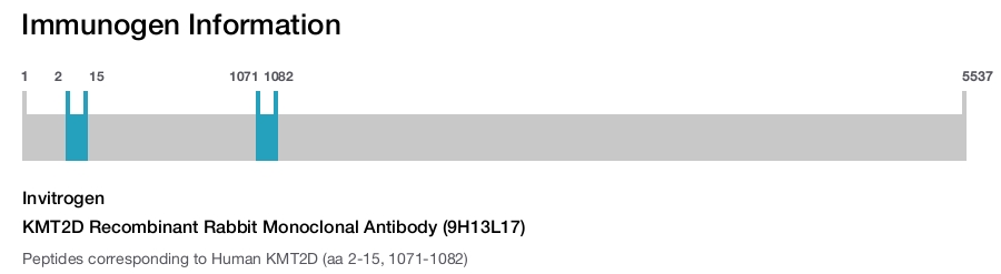 KMT2D Recombinant Rabbit Monoclonal Antibody (9H13L17)