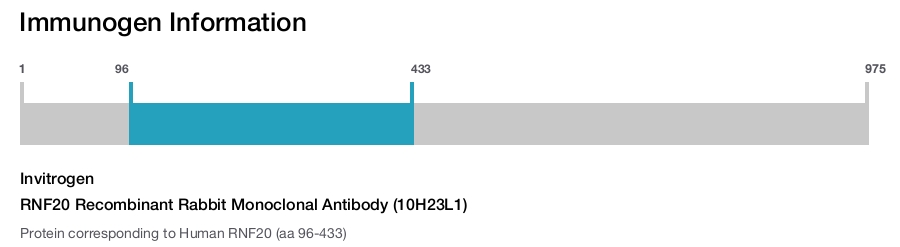 RNF20 Recombinant Rabbit Monoclonal Antibody (10H23L1)