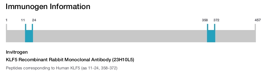 KLF5 Recombinant Rabbit Monoclonal Antibody (23H10L5)