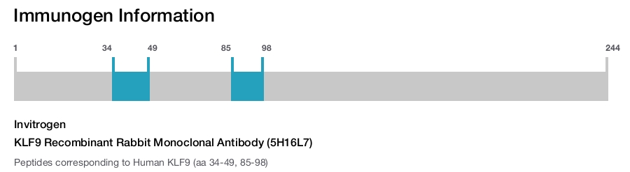 KLF9 Recombinant Rabbit Monoclonal Antibody (5H16L7)