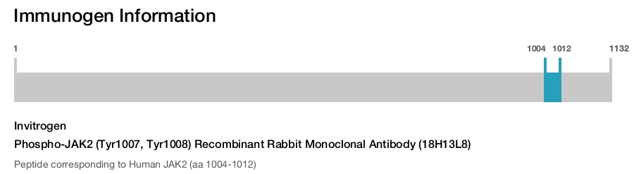 Phospho-JAK2 (Tyr1007, Tyr1008) Recombinant Rabbit Monoclonal Antibody (18H13L8)