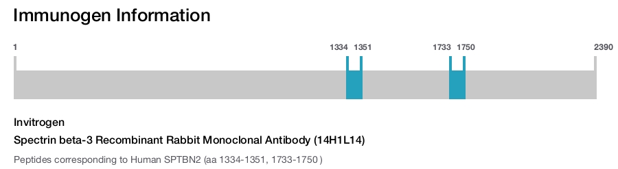 Spectrin beta-3 Recombinant Rabbit Monoclonal Antibody (14H1L14)