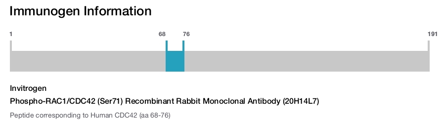 Phospho-RAC1/CDC42 (Ser71) Recombinant Rabbit Monoclonal Antibody (20H14L7)