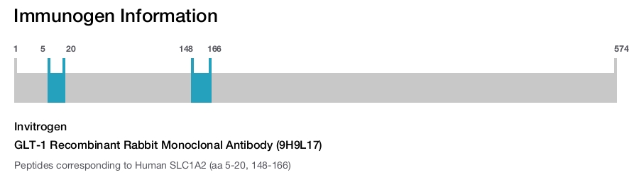 GLT-1 Recombinant Rabbit Monoclonal Antibody (9H9L17)
