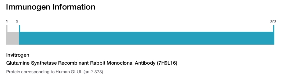Glutamine Synthetase Recombinant Rabbit Monoclonal Antibody (7H9L16)