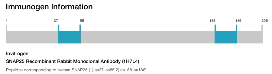 SNAP25 Recombinant Rabbit Monoclonal Antibody (1H7L4)