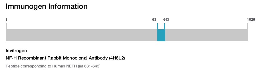 NF-H Recombinant Rabbit Monoclonal Antibody (4H6L2)