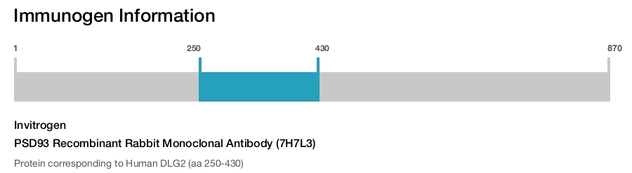PSD93 Recombinant Rabbit Monoclonal Antibody (7H7L3)