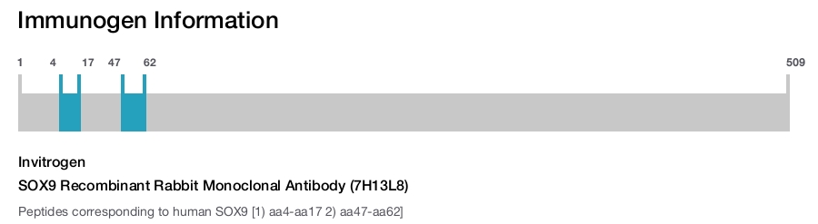 SOX9 Recombinant Rabbit Monoclonal Antibody (7H13L8)