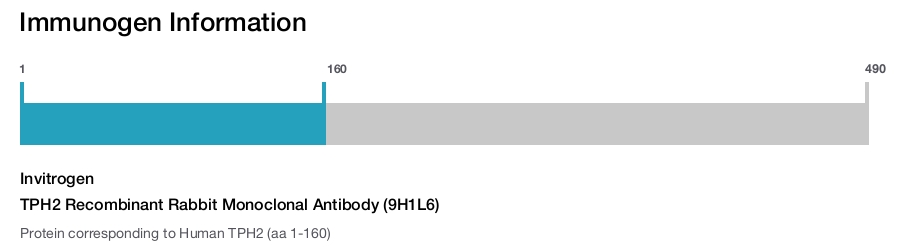 TPH2 Recombinant Rabbit Monoclonal Antibody (9H1L6)