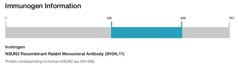 NSUN2 Recombinant Rabbit Monoclonal Antibody (3H24L11)