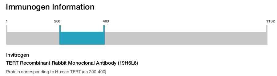 TERT Recombinant Rabbit Monoclonal Antibody (19H6L6)