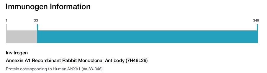 Annexin A1 Recombinant Rabbit Monoclonal Antibody (7H46L26)