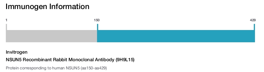 NSUN5 Recombinant Rabbit Monoclonal Antibody (9H9L15)