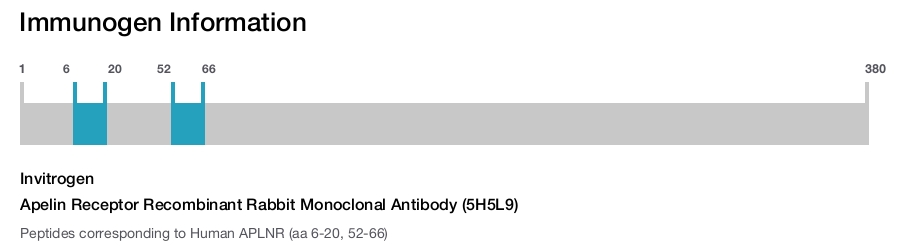 Apelin Receptor Recombinant Rabbit Monoclonal Antibody (5H5L9)