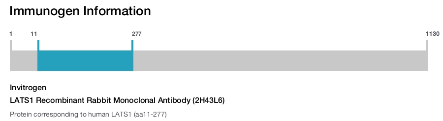LATS1 Recombinant Rabbit Monoclonal Antibody (2H43L6)