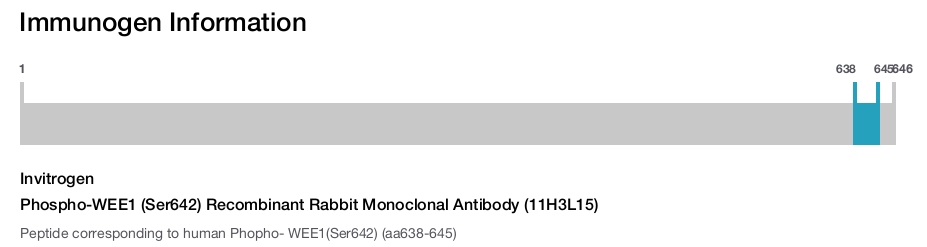 Phospho-WEE1 (Ser642) Recombinant Rabbit Monoclonal Antibody (11H3L15)