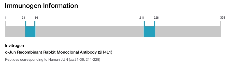 c-Jun Recombinant Rabbit Monoclonal Antibody (2H4L1)