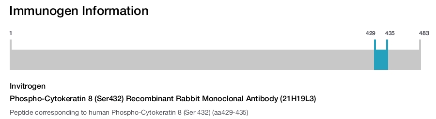 Phospho-Cytokeratin 8 (Ser432) Recombinant Rabbit Monoclonal Antibody (21H19L3)