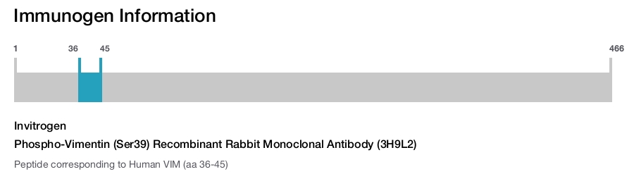 Phospho-Vimentin (Ser39) Recombinant Rabbit Monoclonal Antibody (3H9L2)