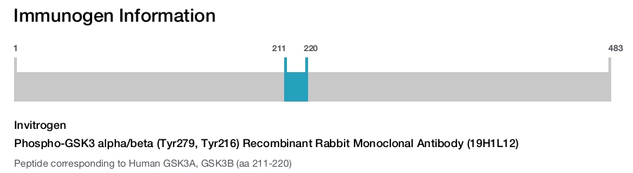 Phospho-GSK3 alpha/beta (Tyr279, Tyr216) Recombinant Rabbit Monoclonal Antibody (19H1L12)