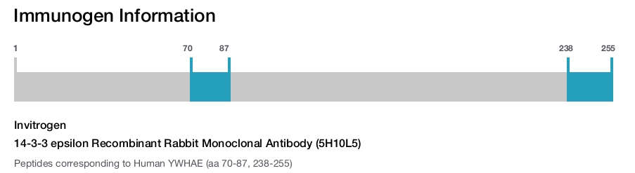 14-3-3 epsilon Recombinant Rabbit Monoclonal Antibody (5H10L5)