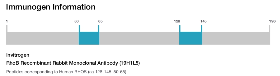 RhoB Recombinant Rabbit Monoclonal Antibody (19H1L5)