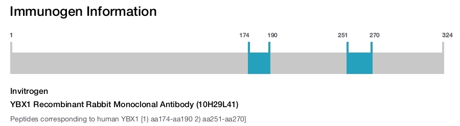 YBX1 Recombinant Rabbit Monoclonal Antibody (10H29L41)