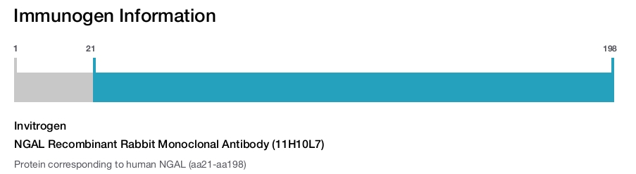 NGAL Recombinant Rabbit Monoclonal Antibody (11H10L7)