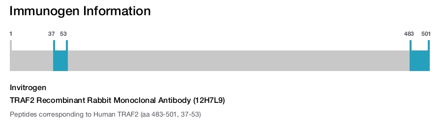 TRAF2 Recombinant Rabbit Monoclonal Antibody (12H7L9)