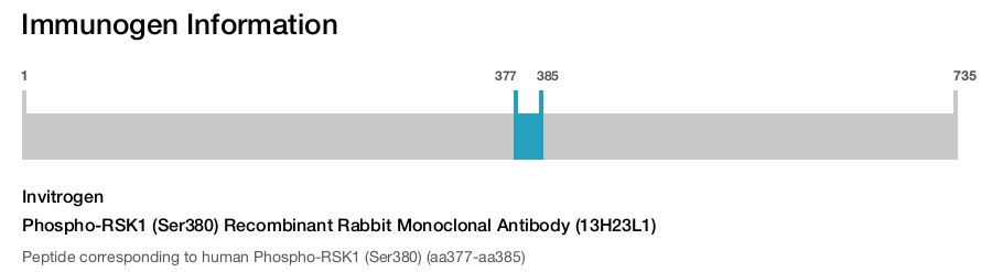 Phospho-RSK1 (Ser380) Recombinant Rabbit Monoclonal Antibody (13H23L1)