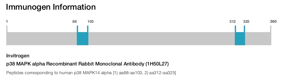 p38 MAPK alpha Recombinant Rabbit Monoclonal Antibody (1H50L27)