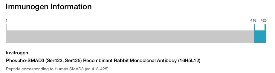 Phospho-SMAD3 (Ser423, Ser425) Recombinant Rabbit Monoclonal Antibody (16H5L12)
