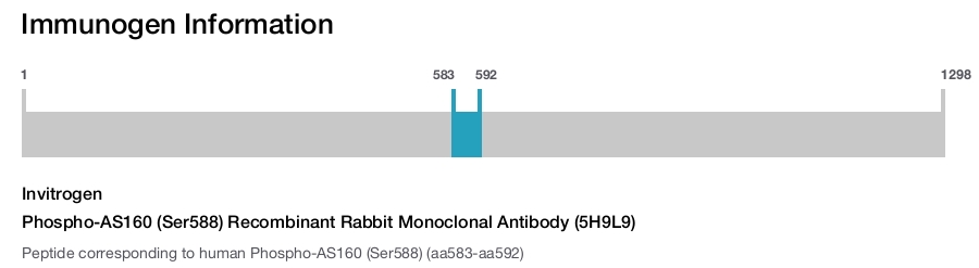 Phospho-AS160 (Ser588) Recombinant Rabbit Monoclonal Antibody (5H9L9)