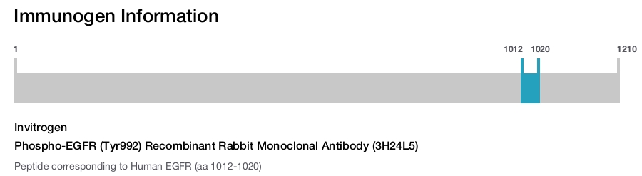 Phospho-EGFR (Tyr992) Recombinant Rabbit Monoclonal Antibody (3H24L5)