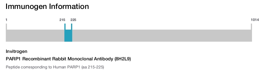 PARP1 Recombinant Rabbit Monoclonal Antibody (8H2L9)