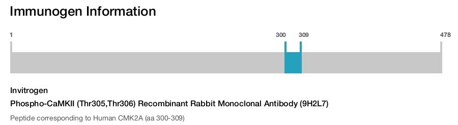 Phospho-CaMKII (Thr305,Thr306) Recombinant Rabbit Monoclonal Antibody (9H2L7)