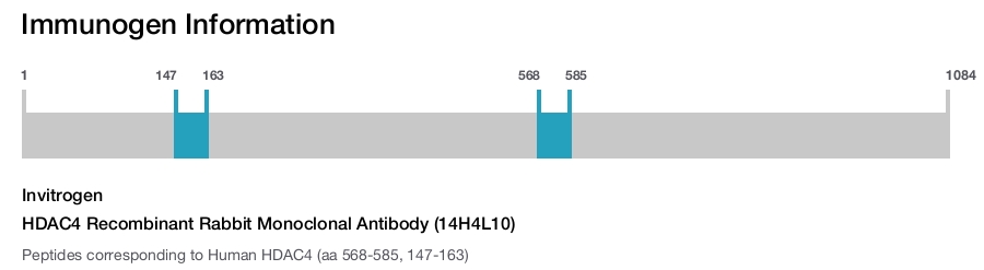 HDAC4 Recombinant Rabbit Monoclonal Antibody (14H4L10)