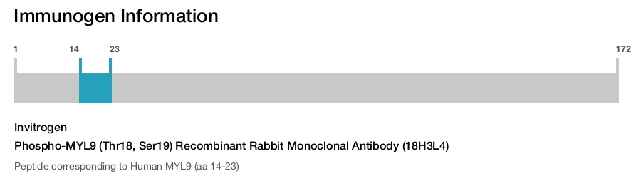 Phospho-MYL9 (Thr18, Ser19) Recombinant Rabbit Monoclonal Antibody (18H3L4)
