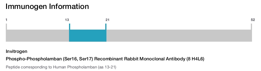 Phospho-Phospholamban (Ser16, Ser17) Recombinant Rabbit Monoclonal Antibody (8 H4L6)