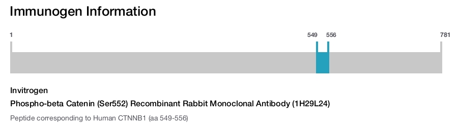 Phospho-beta Catenin (Ser552) Recombinant Rabbit Monoclonal Antibody (1H29L24)