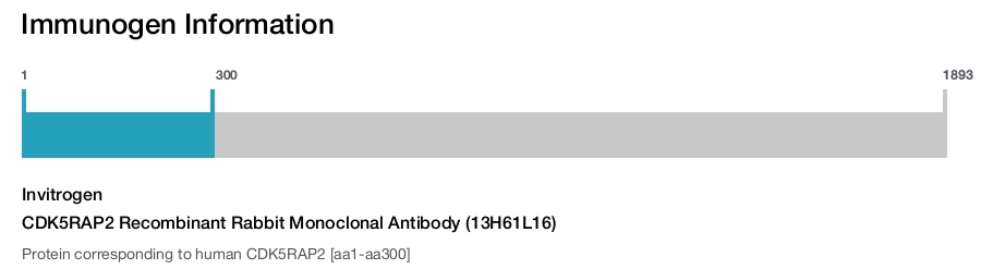 CDK5RAP2 Recombinant Rabbit Monoclonal Antibody (13H61L16)