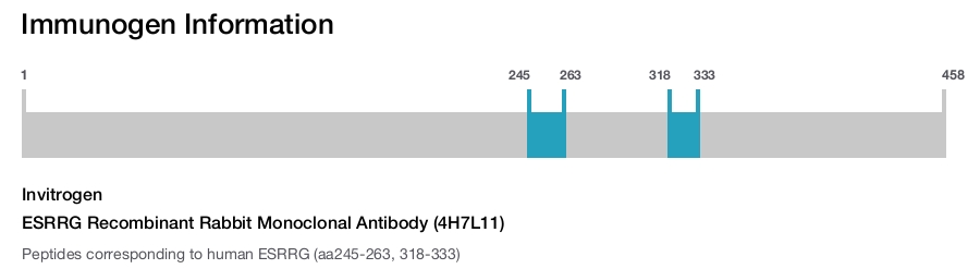 ESRRG Recombinant Rabbit Monoclonal Antibody (4H7L11)