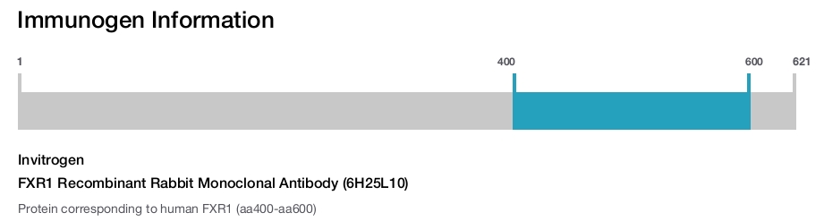FXR1 Recombinant Rabbit Monoclonal Antibody (6H25L10)