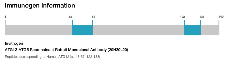 ATG12-ATG5 Recombinant Rabbit Monoclonal Antibody (20H20L20)
