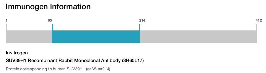 SUV39H1 Recombinant Rabbit Monoclonal Antibody (3H60L17)