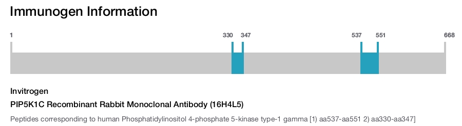 PIP5K1C Recombinant Rabbit Monoclonal Antibody (16H4L5)
